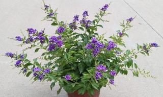 全是紫色叶子的花叫什么名字 开紫色花的植物